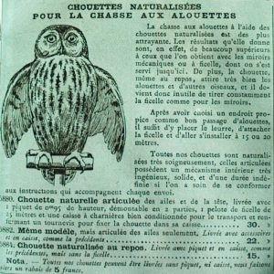 Chouette naturalisée