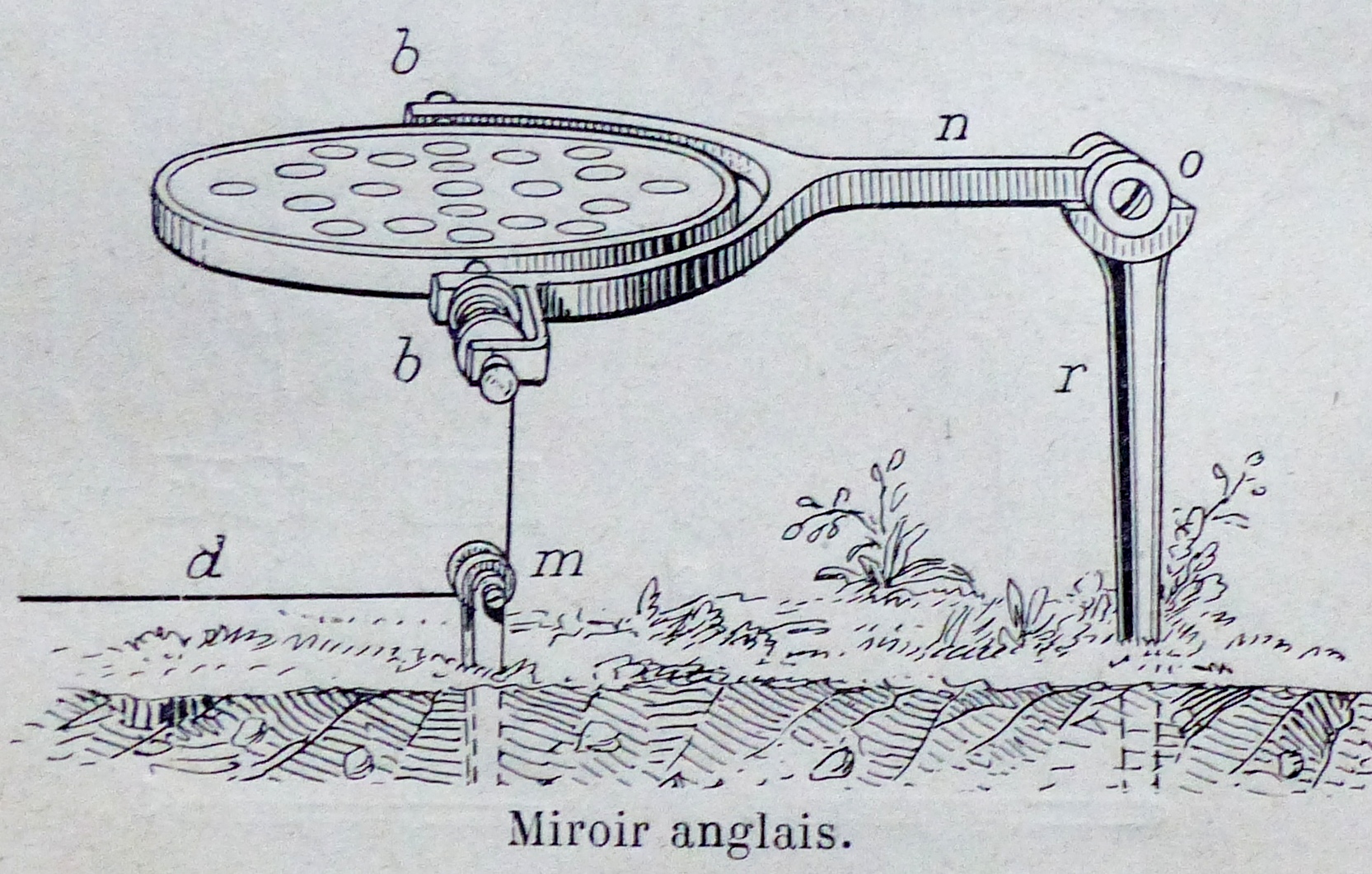 Illustration Bulliard