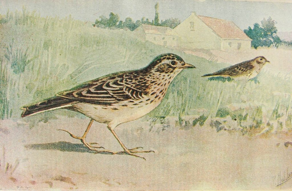 Gravure sur l'Alouette